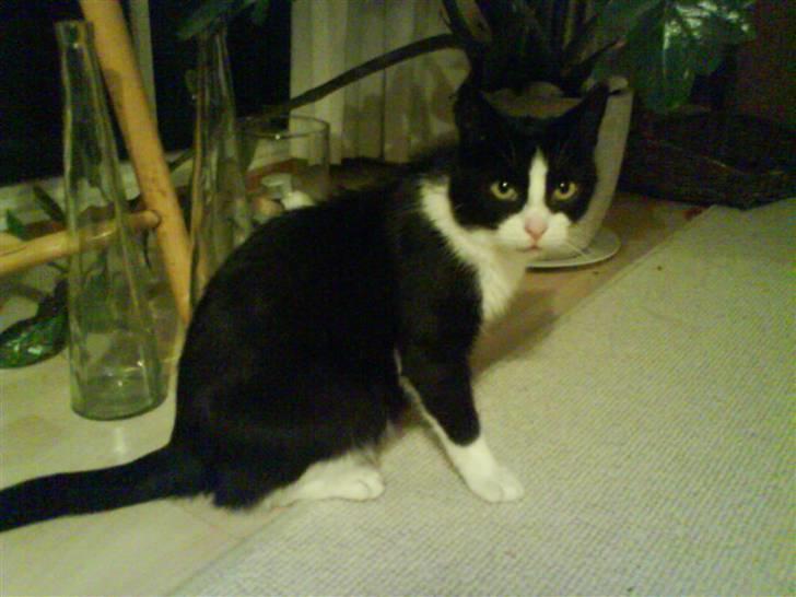 Huskat Sortemis - Smukke kat<3 billede 2