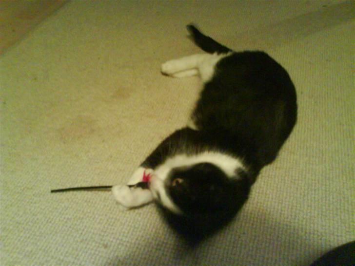 Huskat Sortemis - Leger :P billede 3