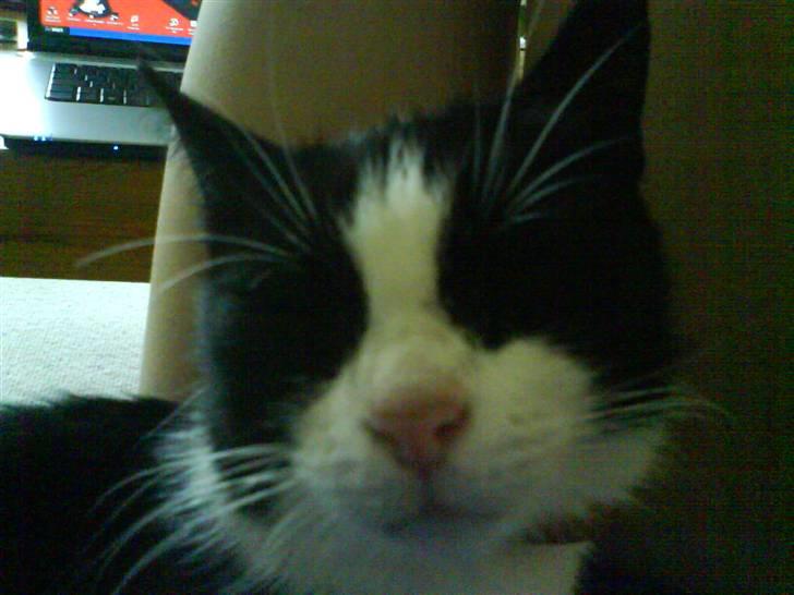 Huskat Sortemis - Nærbillede Hehe :) billede 4