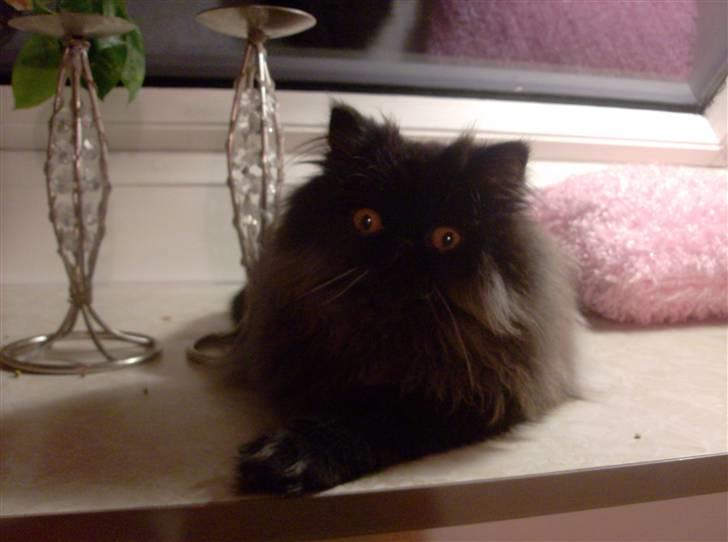 Perser Brumle billede 7