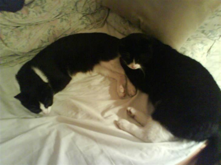 Huskat Sortemis - Sover sammen med Bamse i min seng :) billede 5