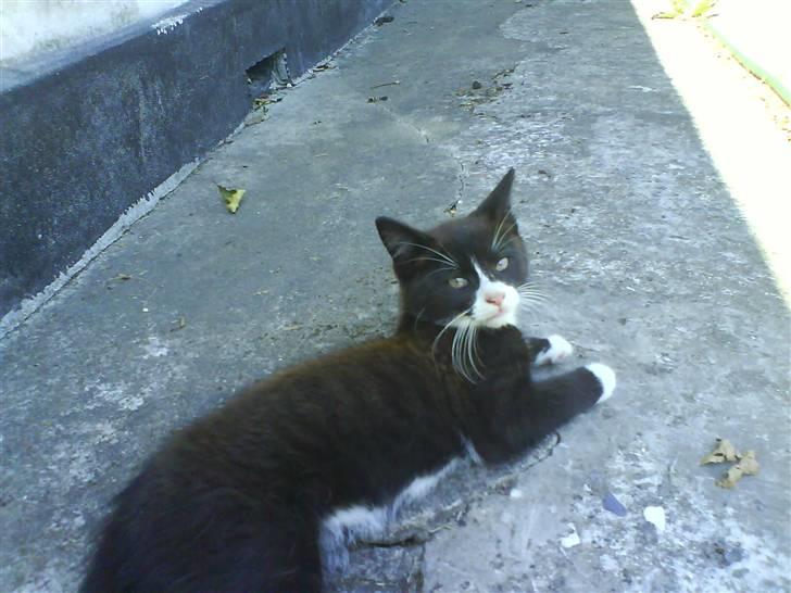 Huskat Bamse - Ligger i skyggen :) billede 7