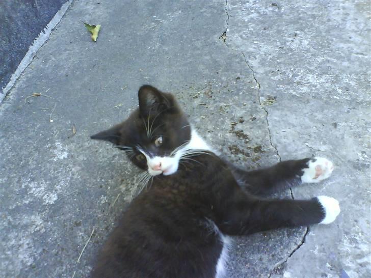 Huskat Bamse - Ligger igen i skyggen :) billede 8