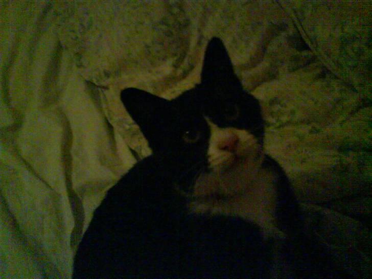 Huskat Bamse - "Hej! Deroppe :)" billede 9