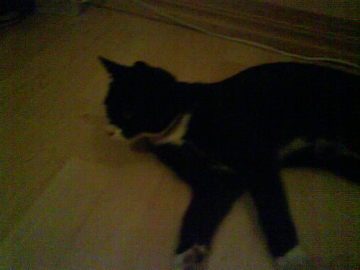 Huskat Bamse - "Hvad var det?" :) billede 10