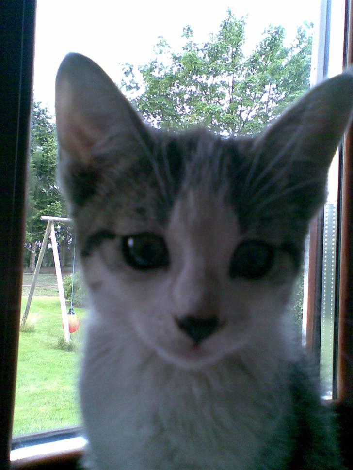 Huskat Skrubbert - Velkommen til Skrubberts profil;D billede 1