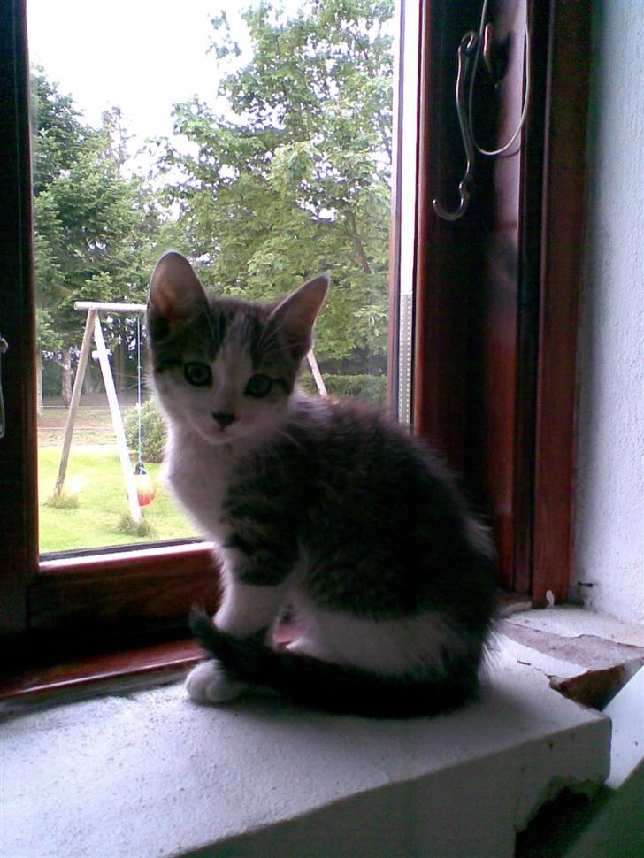 Huskat Skrubbert - hun sidder i vindues karmen billede 2