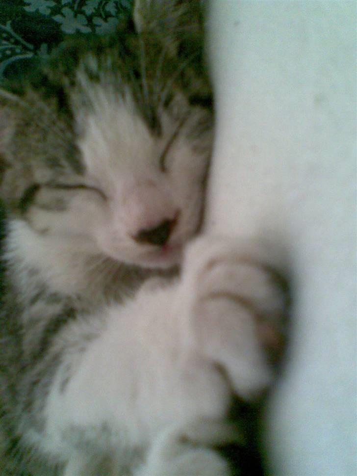 Huskat Skrubbert - zzz.....zz! hun sover billede 3