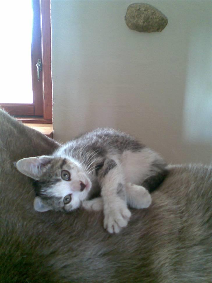 Huskat Skrubbert - er jeg ikk sød? billede 4