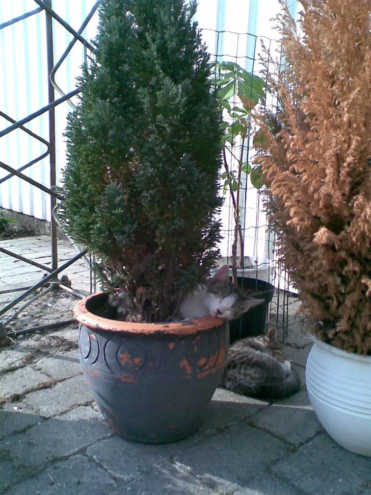 Huskat Skrubbert - hun sover i potte planten billede 6