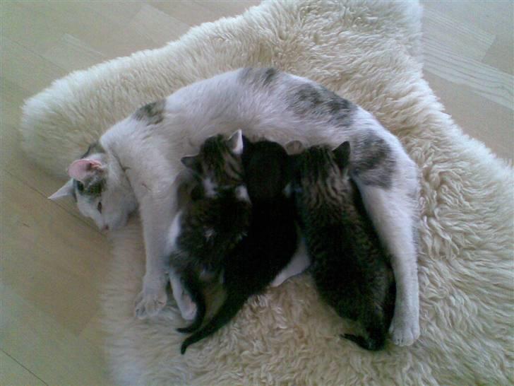 Huskat Skrubbert - hende og hendes 2 søstre patter ved deres mor billede 8