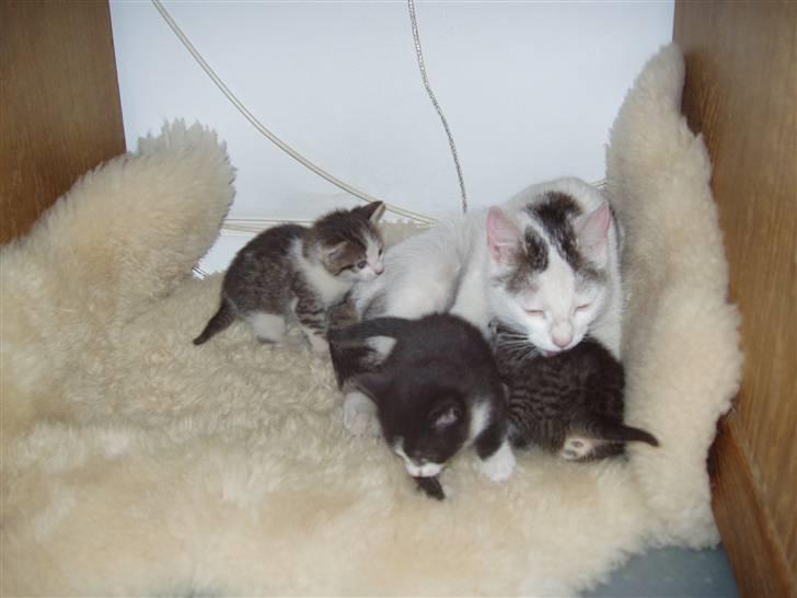 Huskat Skrubbert - hele familien råhygger billede 9