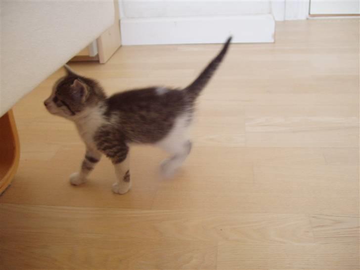 Huskat Skrubbert - Hvad mon der er derovre? billede 10