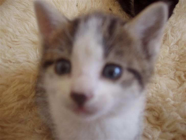 Huskat Skrubbert - Hvad er det? billede 11