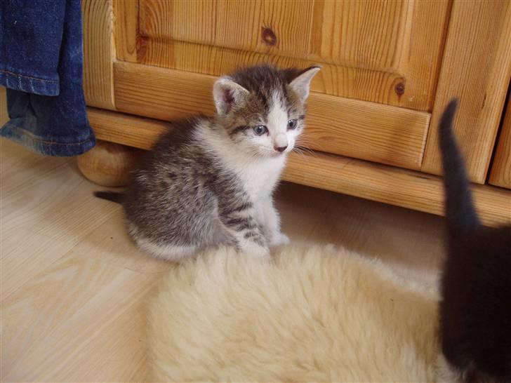 Huskat Skrubbert - hmmm billede 12