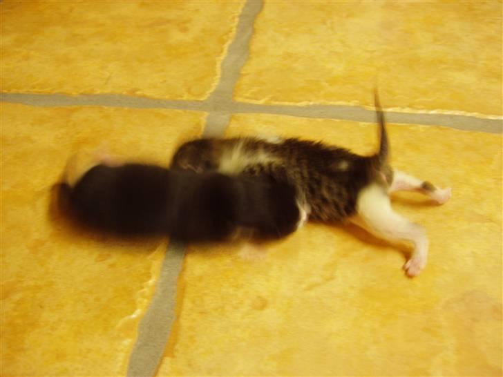 Huskat Skrubbert - det er hende der ligger bagerst billede 13