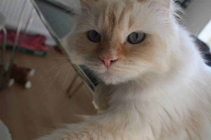 Blanding af racer Sebastian - Sebastian er her halvandet år gammel :) Feb. ´10 billede 1