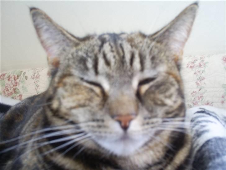 Huskat Bitte - Velkommen til Bittes profil:D billede 1