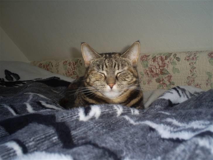 Huskat Bitte billede 2