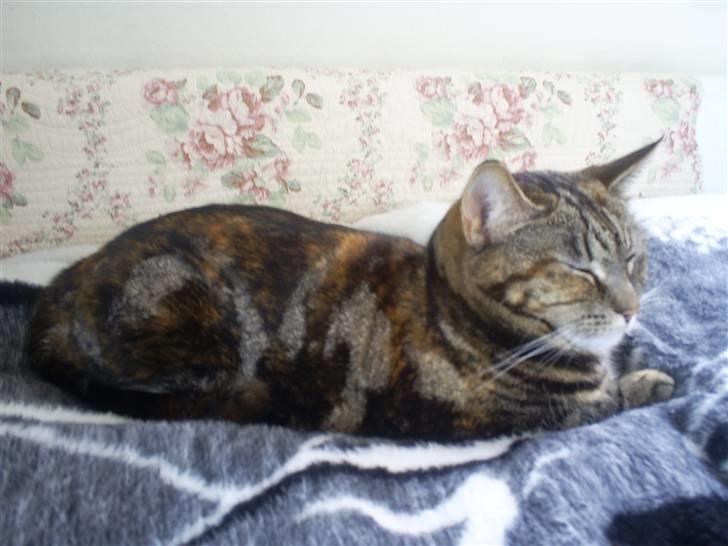 Huskat Bitte billede 3