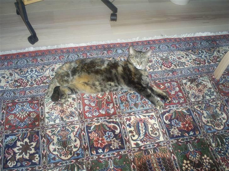 Huskat Bitte - sådan lægger hun tit billede 4