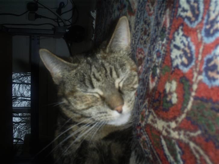 Huskat Bitte billede 5