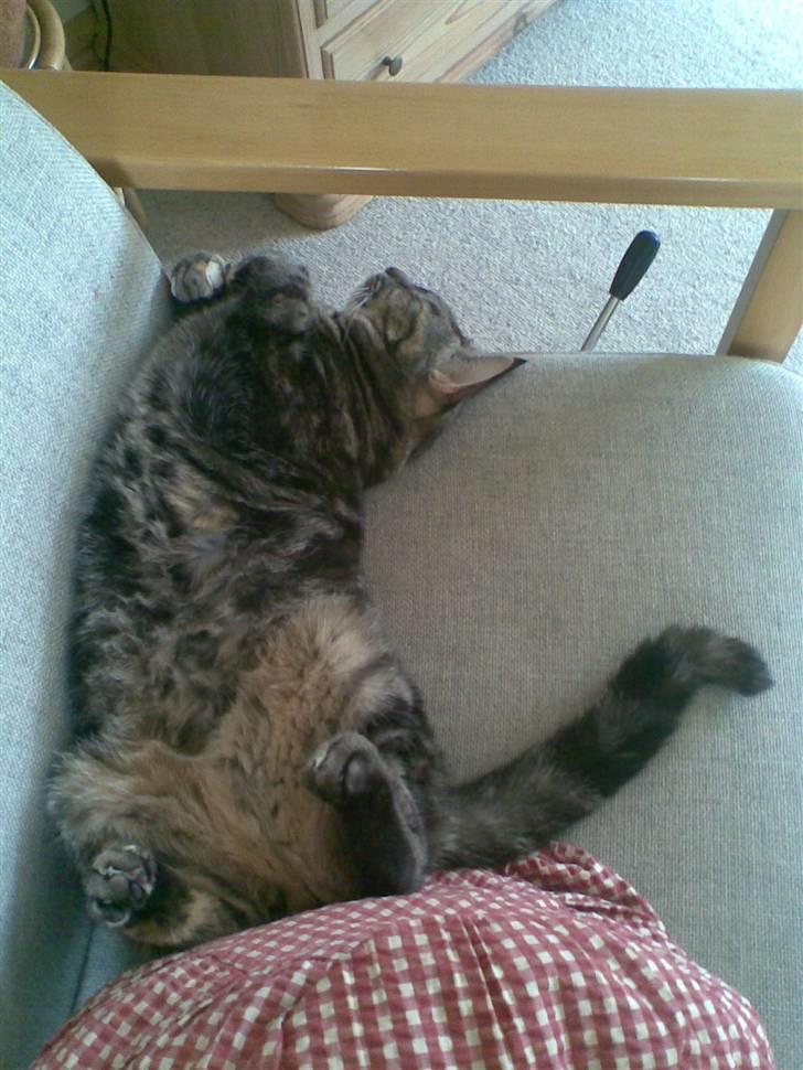 Huskat Bitte - hun lå på en lidt underlig måde der billede 6