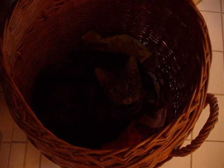 Huskat Bitte - hun ligger i vasketøjs kurven<3 billede 7