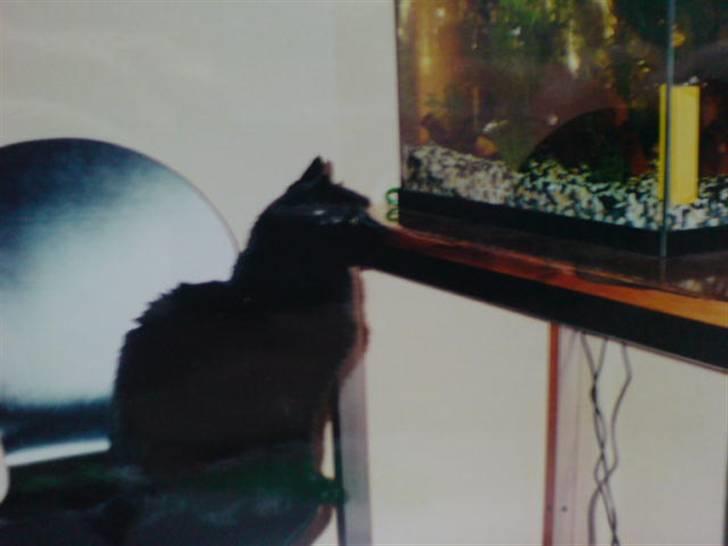 Huskat Mille *død :'(* - Milles hobby - katte tv..  billede 1