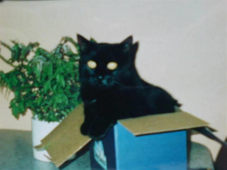 Huskat Mille *død :'(* - Mille i en papkasse :´) billede 2