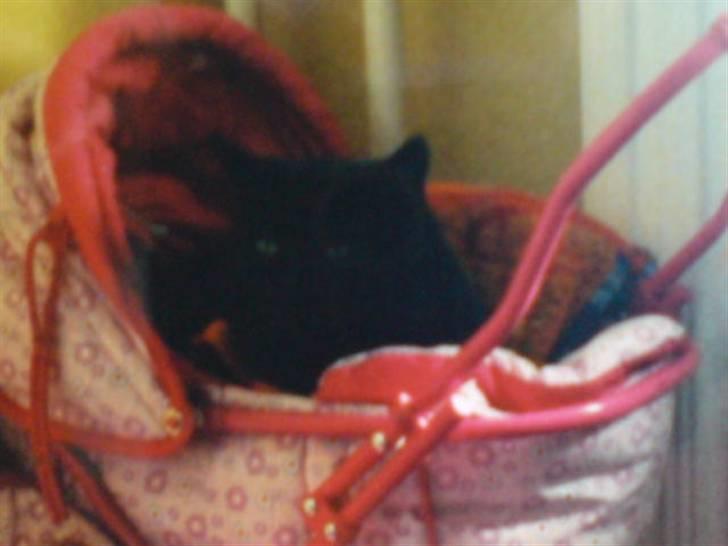 Huskat Mille *død :'(* - Ja, hun kunne godt lide at tage sig en lille en i min søsters dukkevogn :´) billede 3