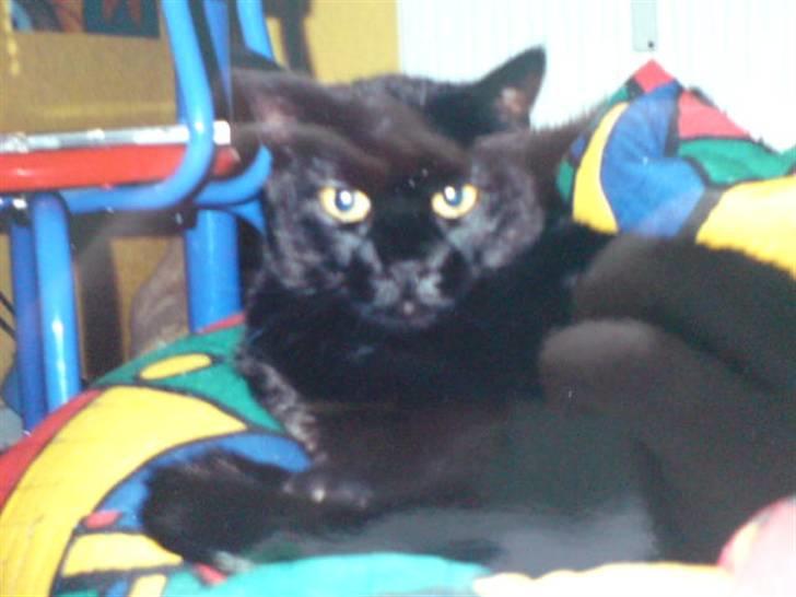 Huskat Mille *død :'(* - Uha - sikke en morgensur kat! Kan huske hun engang sked i sækkepuden! Puha! billede 4