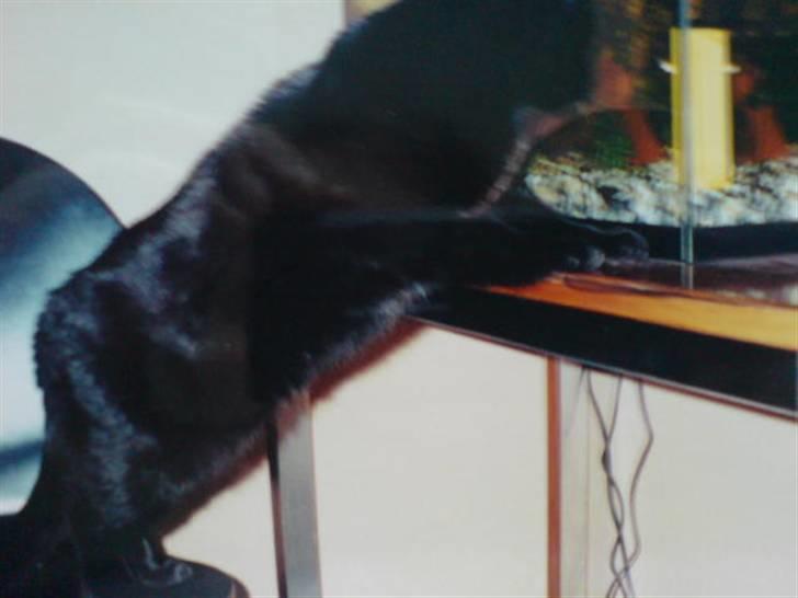 Huskat Mille *død :'(* - Mon man kan spise en enkelt en? billede 5