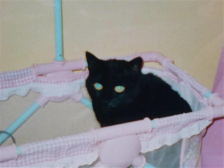 Huskat Mille *død :'(* - Dejlig dukkeseng :) billede 6