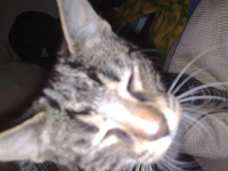 Huskat Balou billede 16