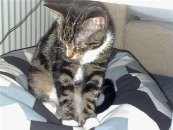 Huskat Balou billede 17