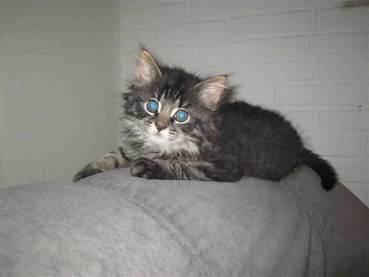 Blanding af racer Lille Miv billede 11