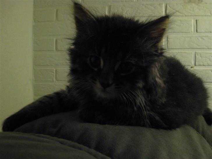 Blanding af racer Lille Miv billede 12