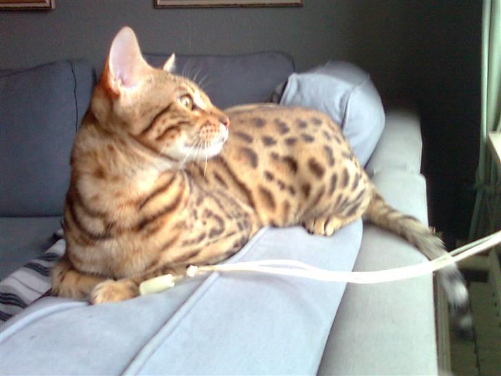 Bengal               Anubis billede 1