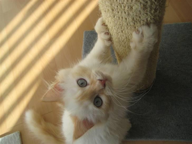 Blanding af racer Sebastian - 6 måneder billede 2