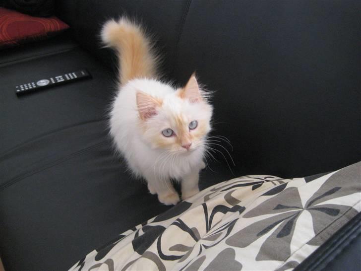 Blanding af racer Sebastian - 6 måneder billede 3