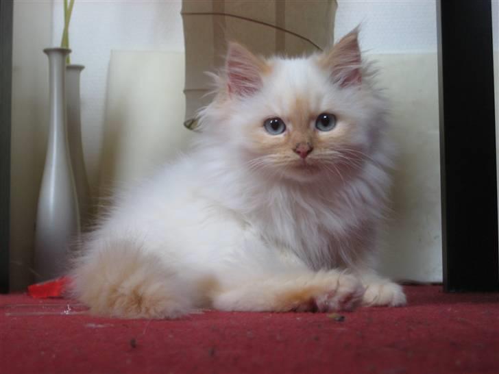 Blanding af racer Sebastian - 16-17 uger billede 4