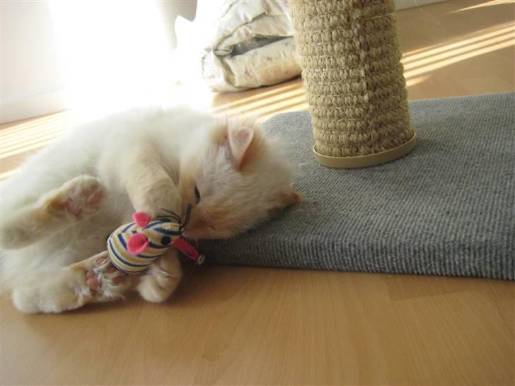 Blanding af racer Sebastian - 6 måneder billede 5