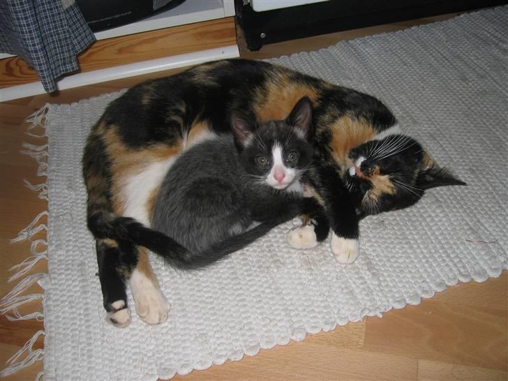 Huskat Luna - Luna putter hos sin mor. Feberpels er stadig lidt synligt på bagpartiet. billede 1