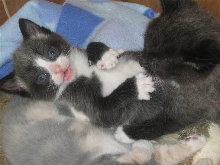 Huskat Luna billede 2