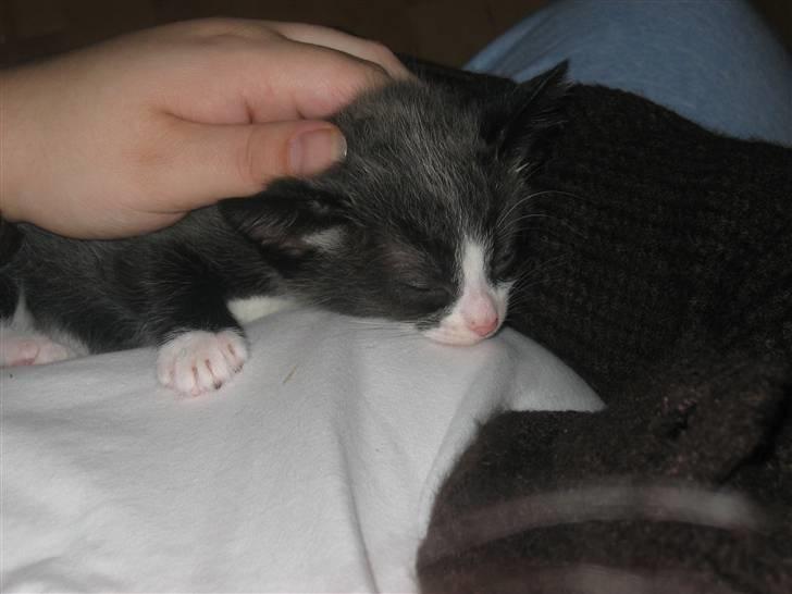 Huskat Luna billede 3