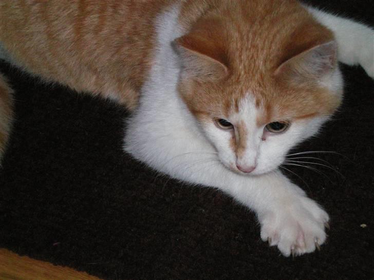 Huskat Noa billede 12