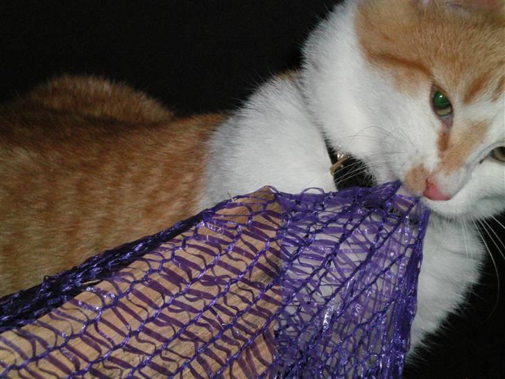 Huskat Noa billede 13