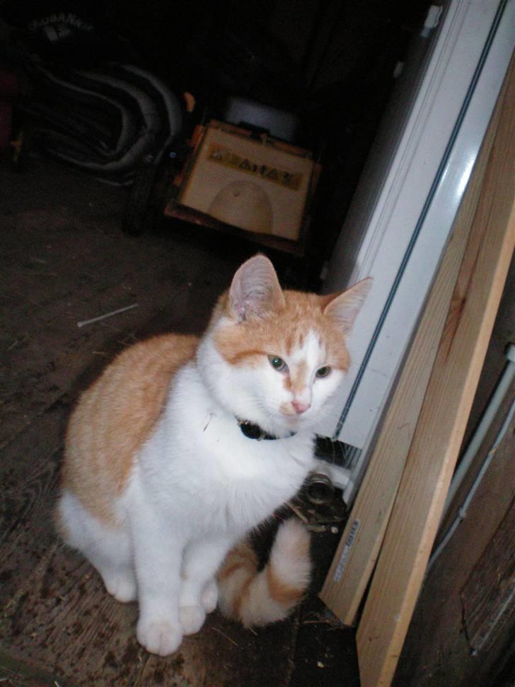 Huskat Noa billede 14