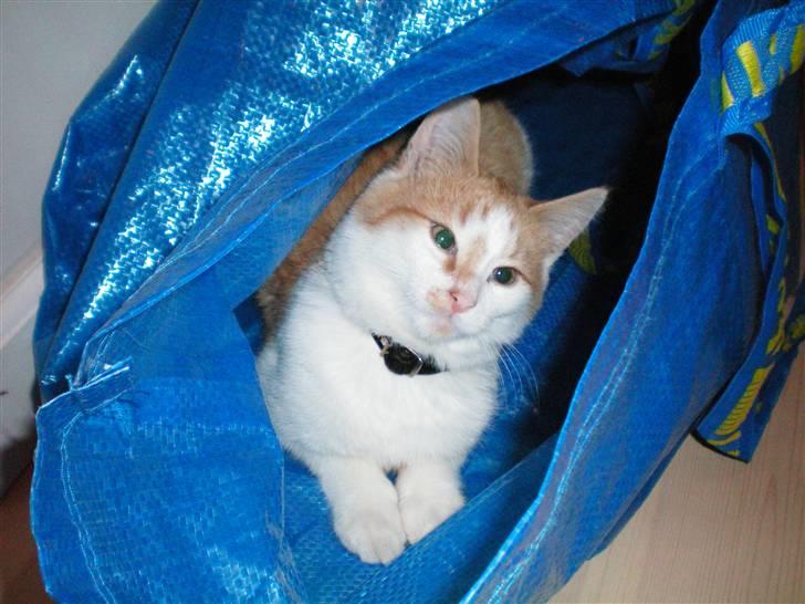 Huskat Noa billede 15